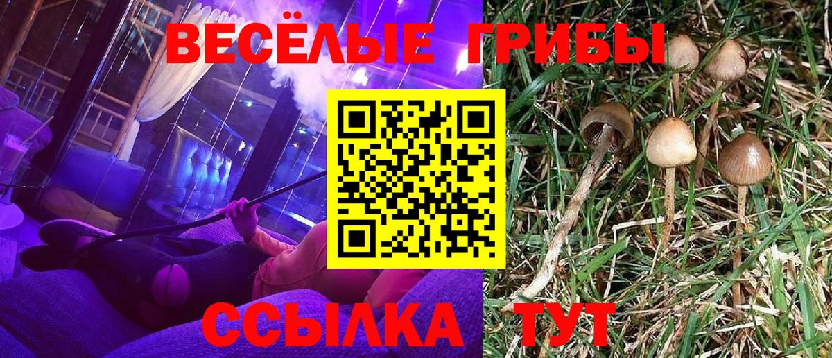 Псилоцибиновые грибы GOLDEN TEACHER Сокол